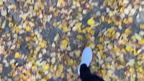 Durch den Wald gehen, durch die Herbstblätter gehen — Stockvideo