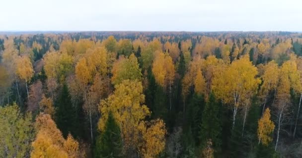 Voando sobre a floresta de outono — Vídeo de Stock