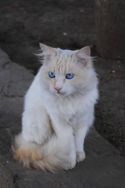 Bílá Kočka Modrýma Očima Sedí — Stock fotografie