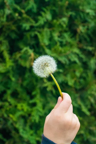 Ett Litet Barn Håller Vit Fluffigt Maskros Handen Maskros Handen — Stockfoto