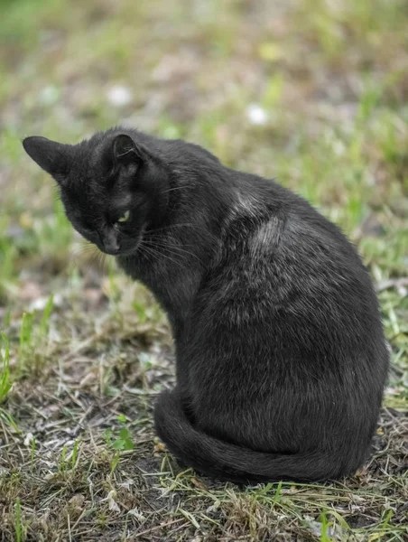 Μαύρη γάτα συνεδρίαση και εξετάζοντας τη φωτογραφική μηχανή — Φωτογραφία Αρχείου