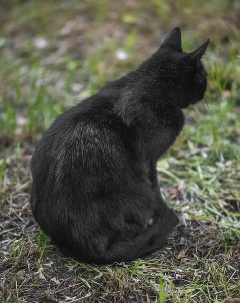 Μαύρη γάτα συνεδρίαση και εξετάζοντας τη φωτογραφική μηχανή — Φωτογραφία Αρχείου
