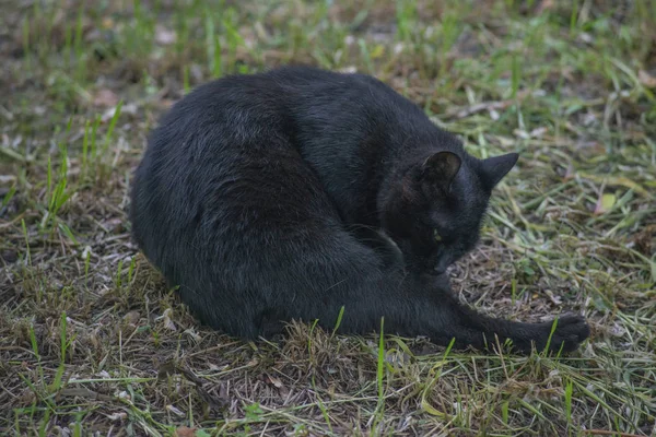 Чорна кішка сидить і, дивлячись на камеру — стокове фото