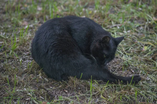 Black Cat sitting and looking at the camera — Stock Photo, Image