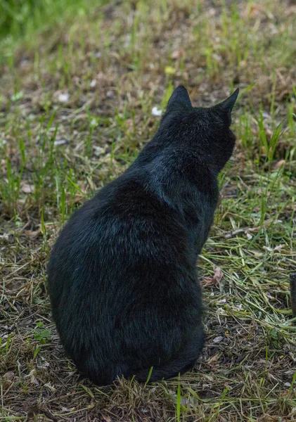 黑猫坐着，看着相机 — 图库照片