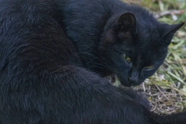 一只黑猫的特写镜头,看着相机,在草地上 — 图库照片