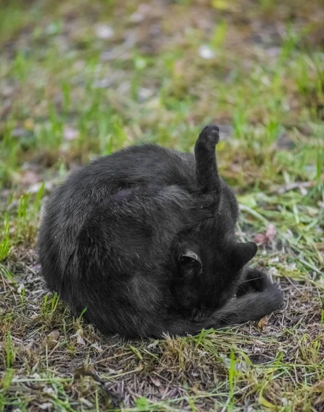 Vild svart katt slickar hans bollar på gräset — Stockfoto