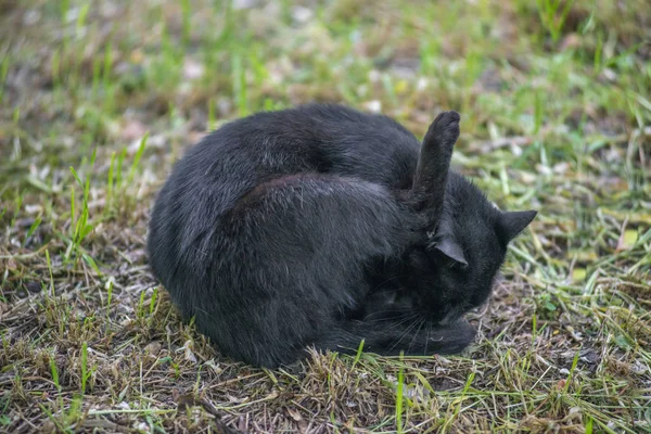 Divokej černý kocour olízl si koule na trávě — Stock fotografie