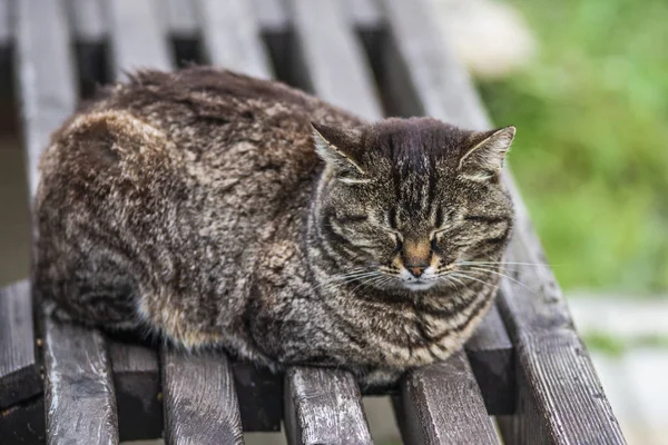 Grå katt som sover på träbänk i sommardag — Stockfoto