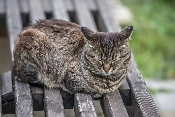 Grå katt som sover på träbänk i sommardag — Stockfoto