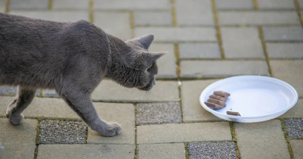 Katt, gå på trottoaren titta på en tallrik choklad — Stockfoto