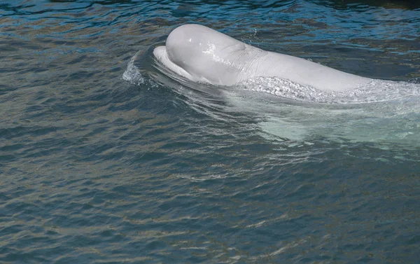Uma baleia beluga, baleia branca na água — Fotografia de Stock