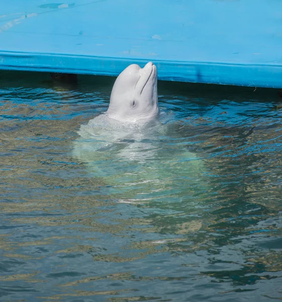 One beluga whale, white whale in water — Stock Photo, Image