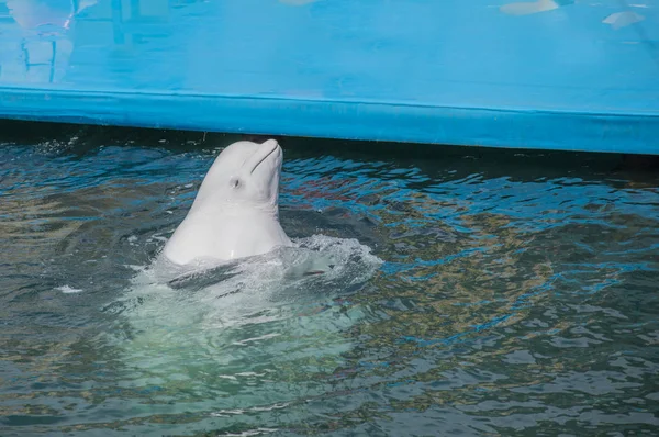 one beluga whale, white whale in water