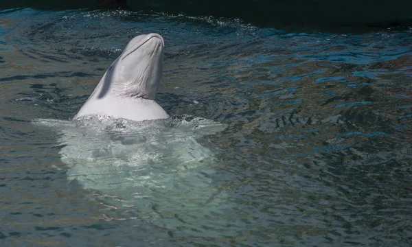 one beluga whale, white whale in water