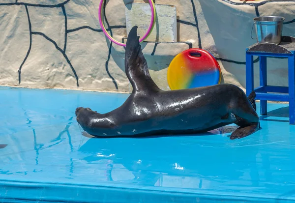 Sea lion on stage in the Dolphinarium — Stock Photo, Image