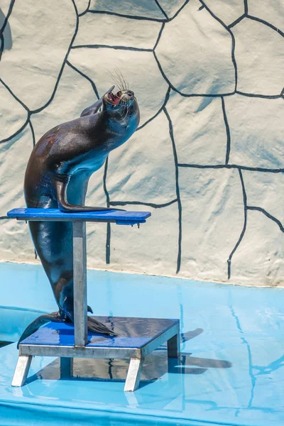 Sea lion on stage in the Dolphinarium — Stock Photo, Image