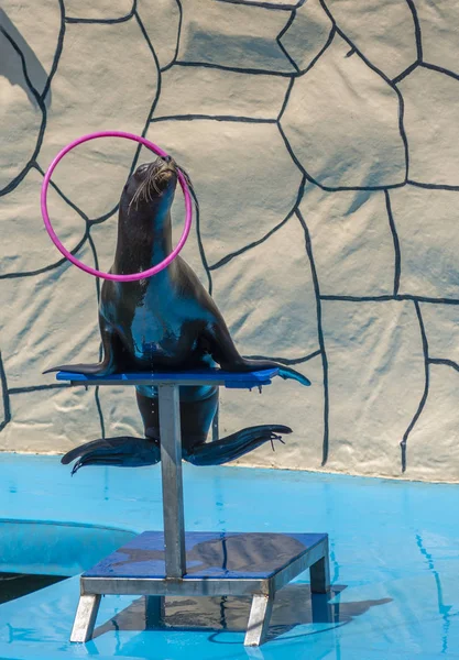 Sea lion spinning a hula Hoop in Dolphinarium — Stock Photo, Image