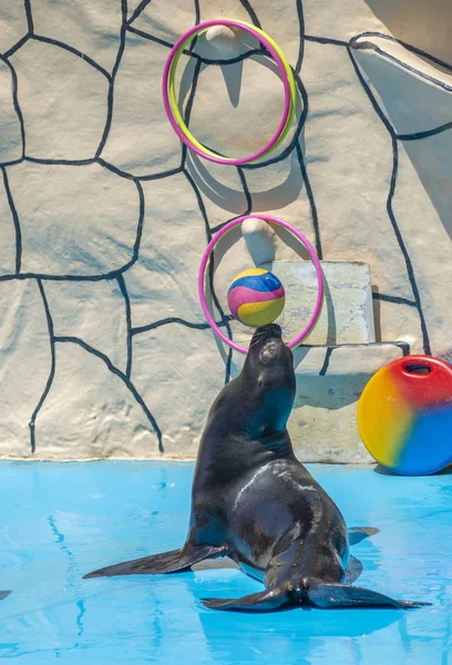 Sea lion balancing a ball on his nose — Stock Photo, Image