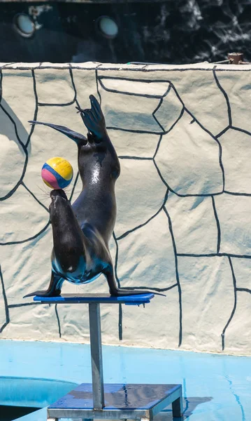Leone marino bilanciando una palla sul naso — Foto Stock