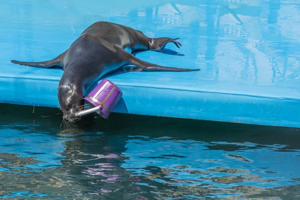 Lew morski na scenie w delfinarium — Zdjęcie stockowe