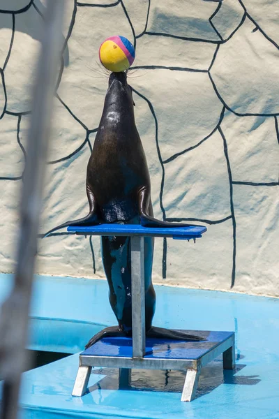 Sea lion balancing a ball on his nose — Stock Photo, Image