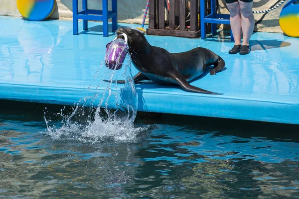 Lew morski na scenie w delfinarium — Zdjęcie stockowe