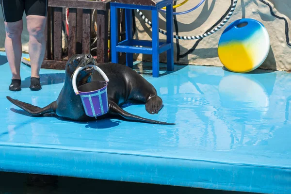 Sea lion on stage in the Dolphinarium — Stock Photo, Image