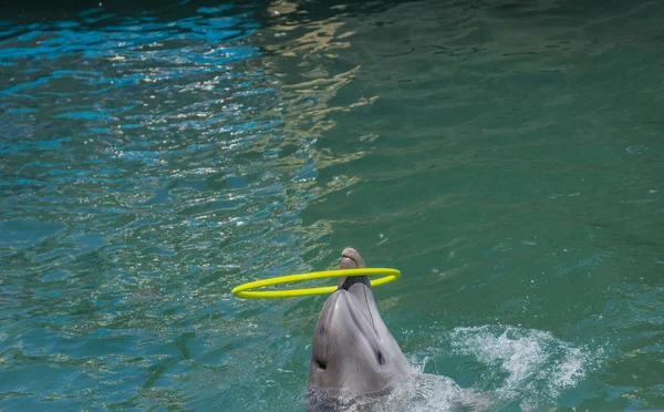 海豚玩呼啦圈 — 图库照片