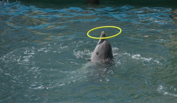Ein Delfin spielt mit einem Hula-Hoop-Reifen — Stockfoto
