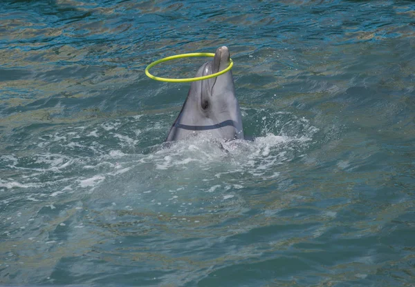 A dolphin plays with a hula hoop — Stock Photo, Image