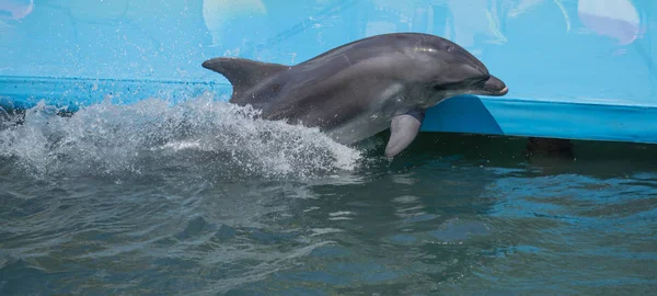 Uśmiechnięty Delfin wystający z wody i otoczony pasiastą małą dziewczyna Fish uśmiechnięty Delfin — Zdjęcie stockowe