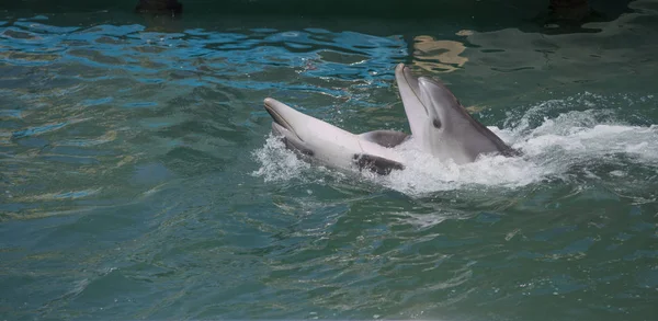 Pair of dolphins dancing in blue water