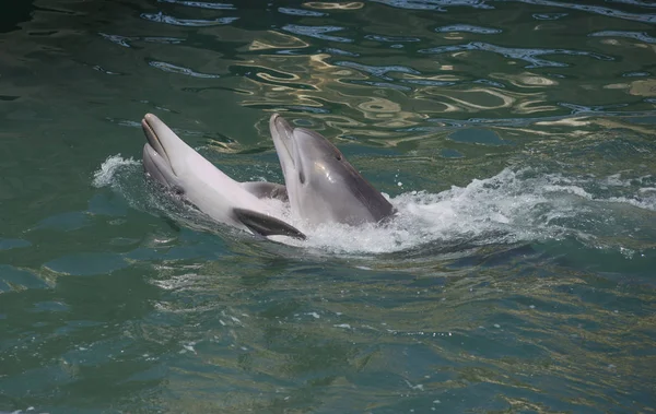 Para delfinów tańczy w niebieskiej wodzie — Zdjęcie stockowe