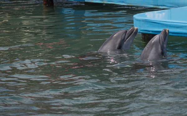 Usměvavý delfín vyčnívající z vody a obklopený proužkované malou damselovou rybí úsměv delfína — Stock fotografie
