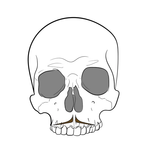 Hipsterová lebka s knírem. Bílé pozadí. vektor ručního kreslení — Stockový vektor