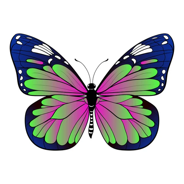 Mariposa colorida sobre fondo blanco arte vectorial — Vector de stock