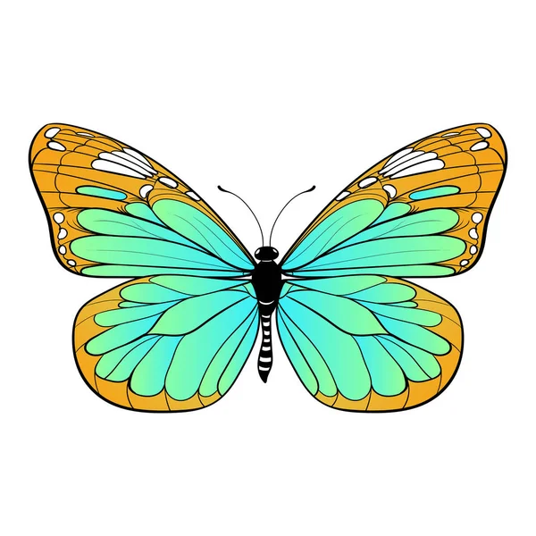 Färgglad fjäril på vit bakgrund vektor konst — Stock vektor