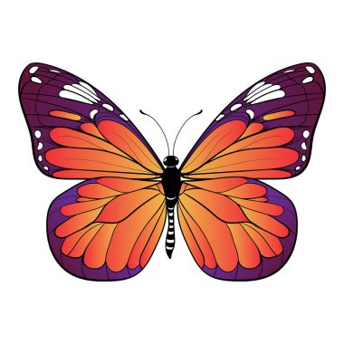 colourful butterfly on white background Vector art clipart