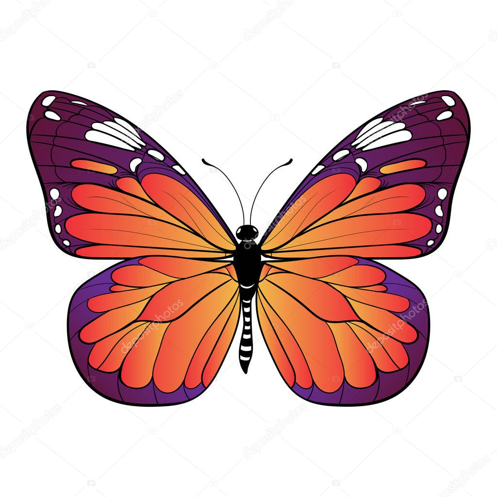 colourful butterfly on white background Vector art