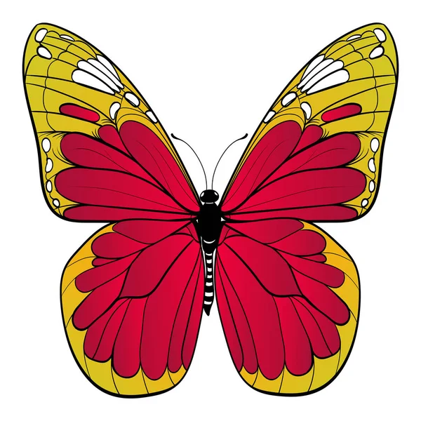 Farfalla colorata su sfondo bianco Arte vettoriale — Vettoriale Stock