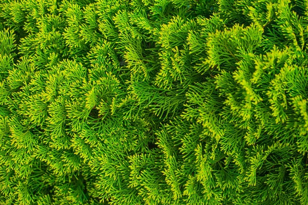 Closeup de folhas verdes de árvores de Thuja. Thuja textura macro. Árvore conífera sempre verde . — Fotografia de Stock