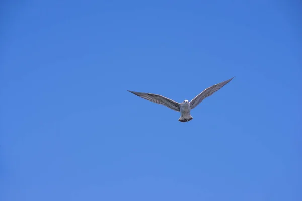 Gaviota voladora atrapada en vuelo por el cielo azul —  Fotos de Stock