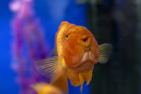 Beautiful bright orange red parrot close up cichlid in an aquarium — Stock Photo, Image