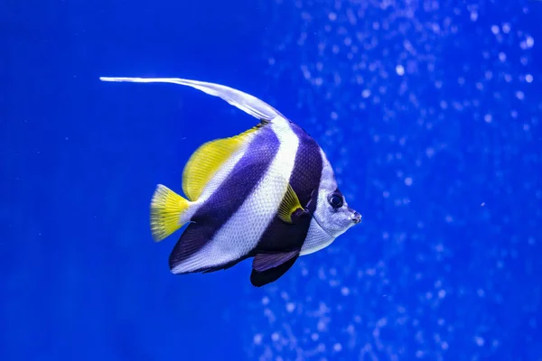 Angel fish swimming on the coral reefs in the Red Sea — Stock Photo, Image