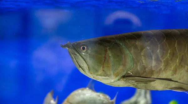 Golden Arowana Fish view in close up in an aquarium — Stock Photo, Image