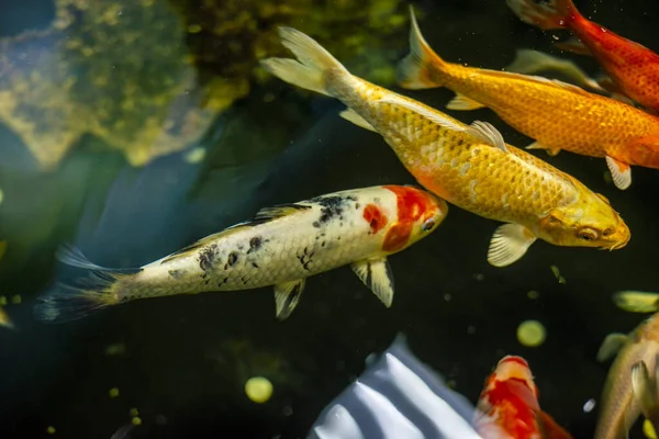 Colourful charming Koi Carp Fishes moving in pond with shadow and light reflection, Carp fishes swims under water surface