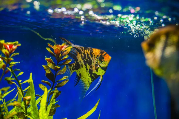 Wonderful and beautiful underwater world with corals and tropical fish — Stock Photo, Image