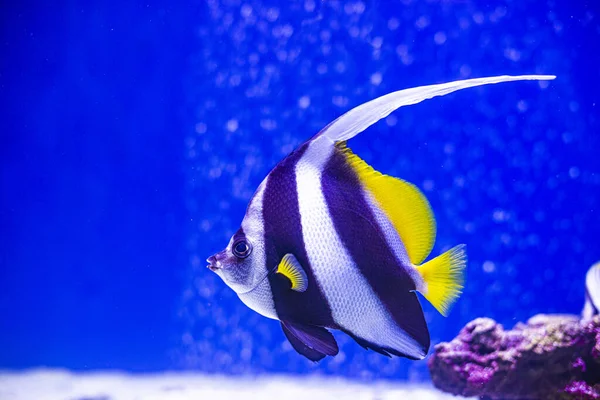 Angel fish swimming on the coral reefs in the Red Sea — Stock Photo, Image