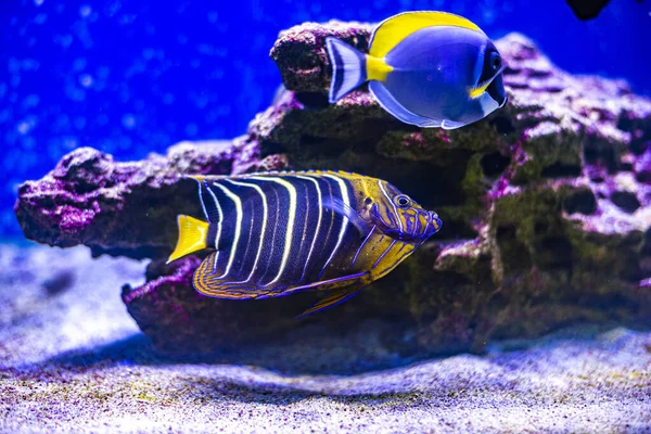 Pesce angelo dalla faccia gialla che nuota su una barriera corallina tropicale — Foto Stock